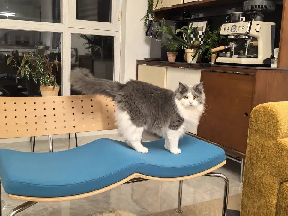 A Home Shared with Cats 21 Cat standing on a blue bench in an everyday home setting