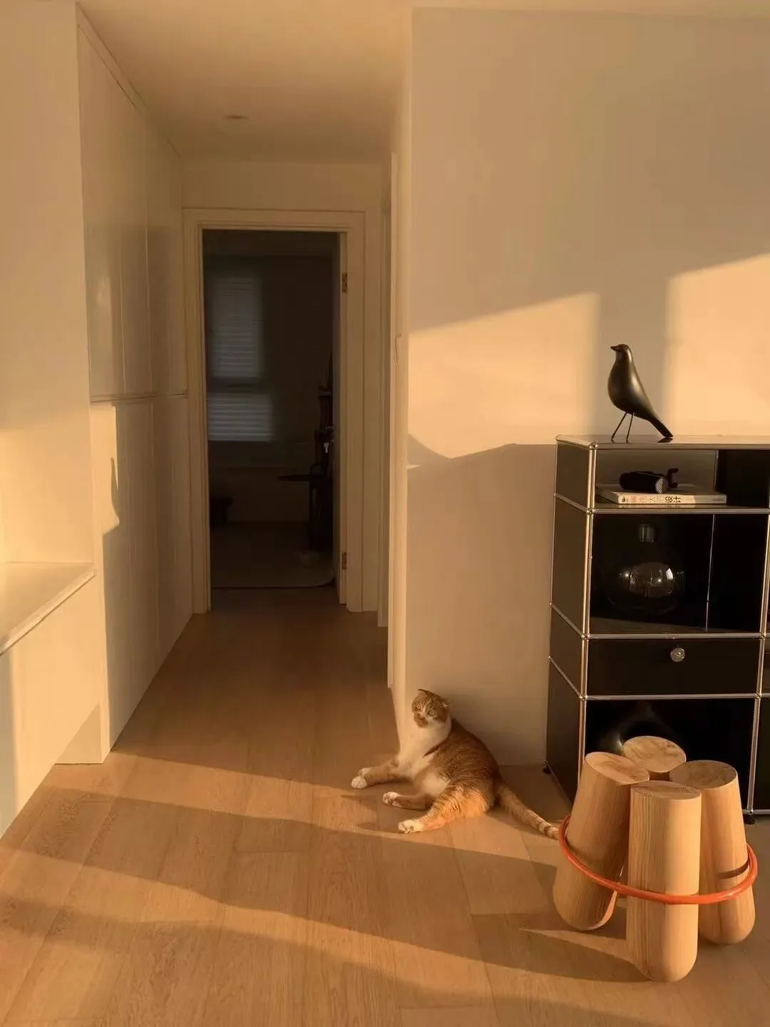 A Home Shared with Cats 22 Cat resting in warm evening light beside compact furniture
