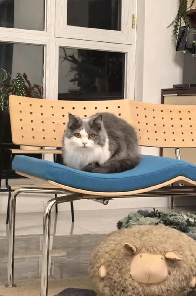 A Home Shared with Cats 15 Cat resting on a blue Flying Bench at home