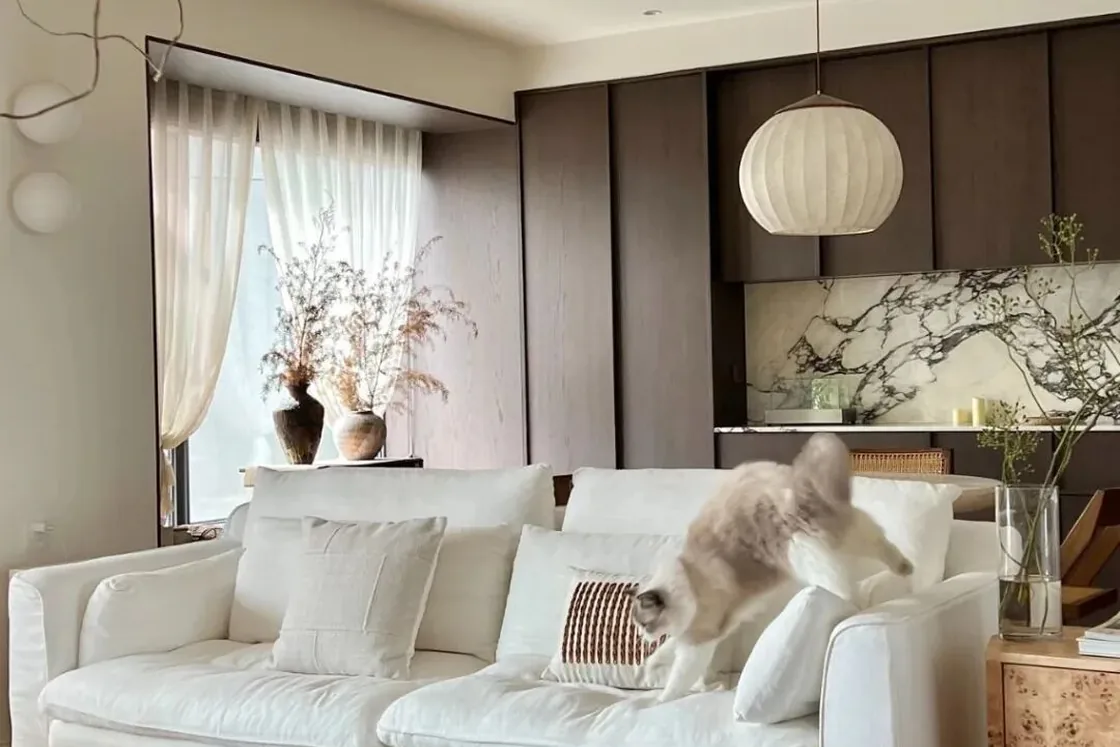 Cat resting on a sofa in a warm lived-in living room