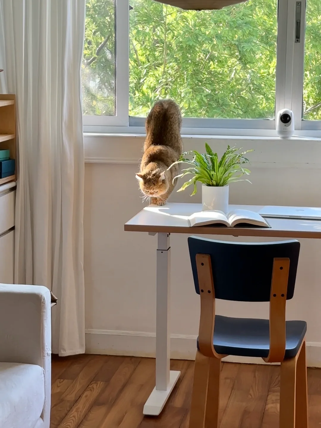 A Home Shared with Cats 18 Cat exploring a Top Lift Desk beside the window